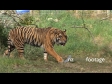 Tiger 3 861